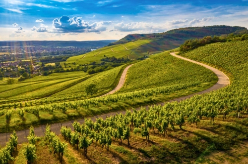 Tour guidato nelle Langhe e degustazione di Barolo - PARTENZA DA MILANO