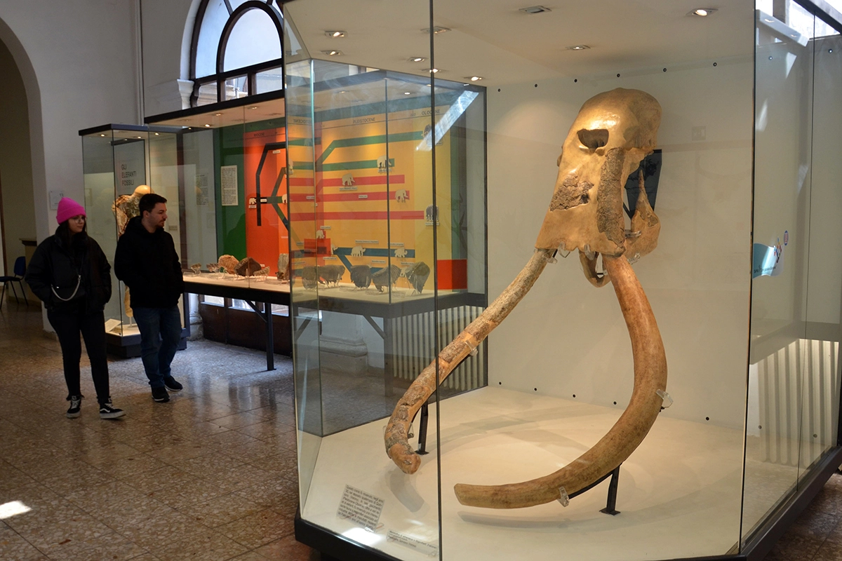 Museo Civico di Storia Naturale di Verona+ APP Audioguida della città di Verona